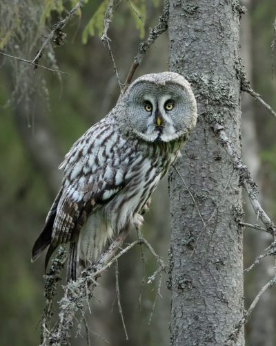 GGOWL