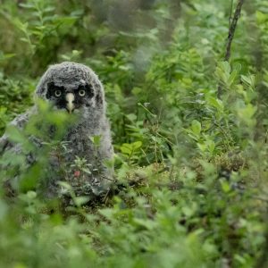 GGOWL CHICK
