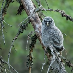 GGOWL CHICK
