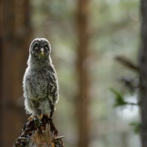 GGOWL CHICK