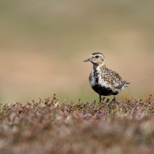 GOLDEN PLOVER