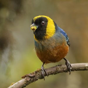 Golden collared Tanager