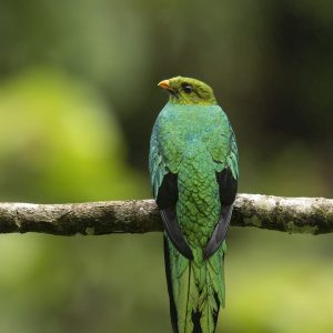 Golden haeded Quetzal