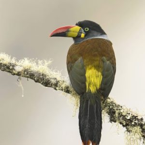 Gray breasted Mountain Toucan