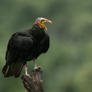 Greater Yellow headed Vulture