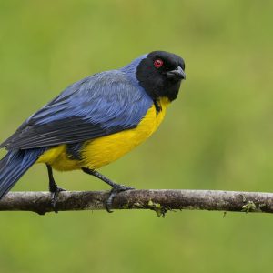 Hooded Mountain Tanager