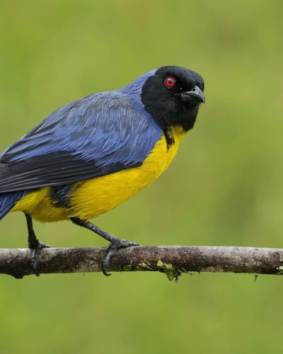 Hooded Mountain Tanager