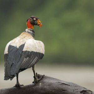 King Vulture