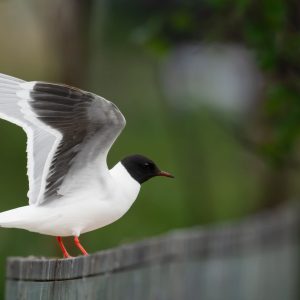 LITTLE GULL