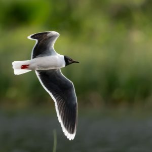 LITTLE GULL