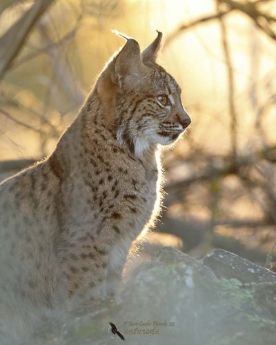 Lince ibérico sentado de perfil a contraluz con luz dorada en el pelaje