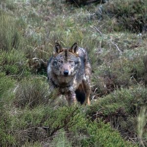 Lobo ibérico 1