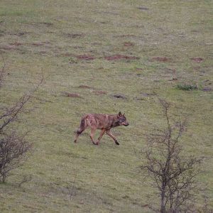 Lobo ibérico caminando por un prado verde entre arbustos bajos, avistamiento de fauna salvaje en España con Wild Spain Travel y Aveshide.