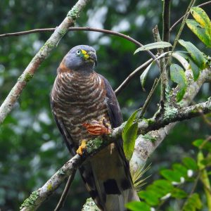 Milano picogarfio .Hook-billed Kite