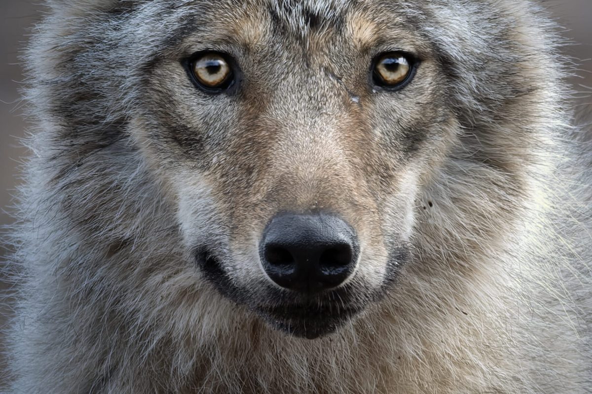 lobo_finlandia