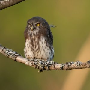 PYGMY OWL
