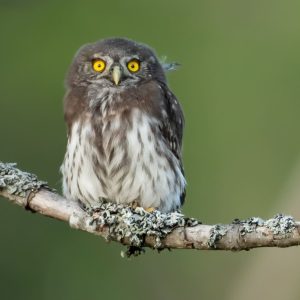 PYGMY OWL