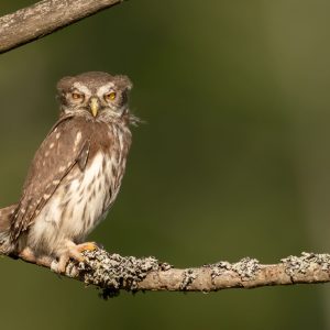 PYGMY OWL