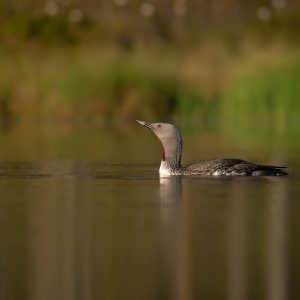RED THROATED DIVER