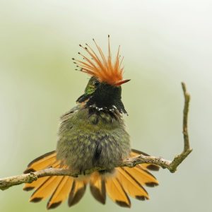 Rufous crested Coquette