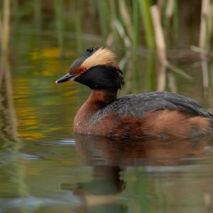 SLAVONIAN GREBE