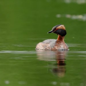 SLAVONIAN GREBE