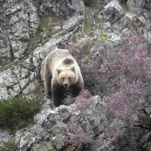 Oso pardo cantábrico caminando entre rocas y matorrales con flores púrpuras en su hábitat natural, avistamiento guiado por Wild Spain Travel.