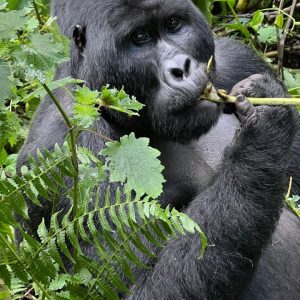 Uganda 16