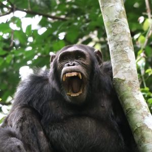 Uganda 27
