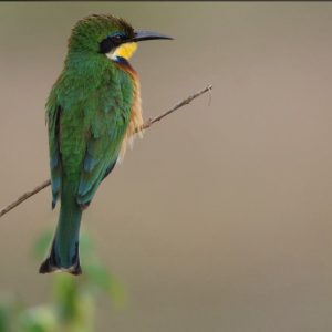 Uganda 3