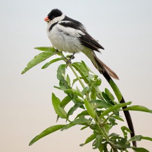 Uganda 6