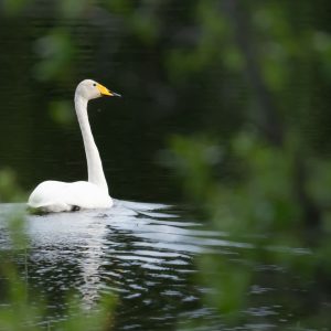 WOOPER SWAN 2025