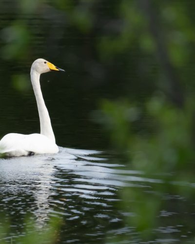 WOOPER SWAN 2025