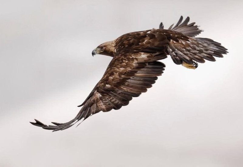 Rapaces de Valdeburón
