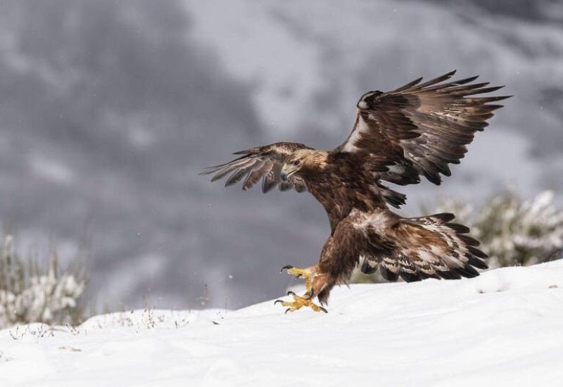 Rapaces de Valdeburón
