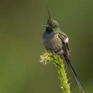 Wire crested Thorntail