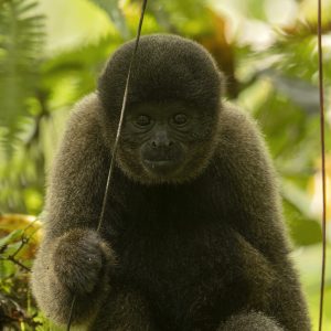 Wooly Monkey