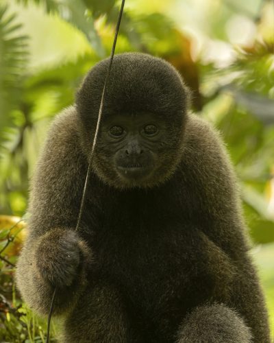 Wooly Monkey