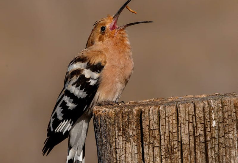 Abubilla lanzando una larva al aire para alimentarse en la finca El Taray, Toledo. Fotografía de acción de aves desde hide.