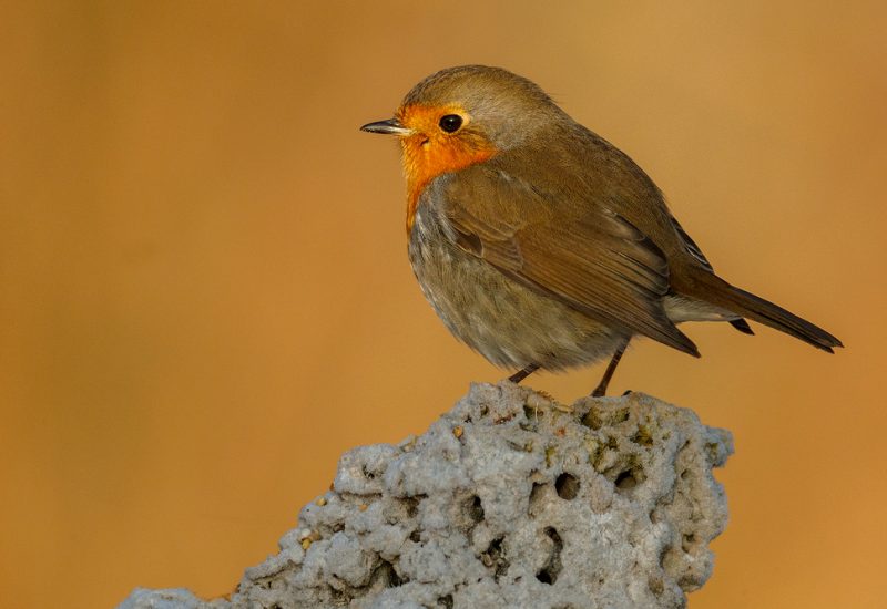 Petirrojo europeo posado sobre una piedra en los hides de El Taray, Wild Spain Travel fotografía de aves en Toledo.