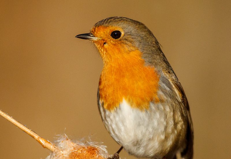 Petirrojo europeo posado sobre un puro de enea en los hides de El Taray, Wild Spain Travel fotografía de invierno.