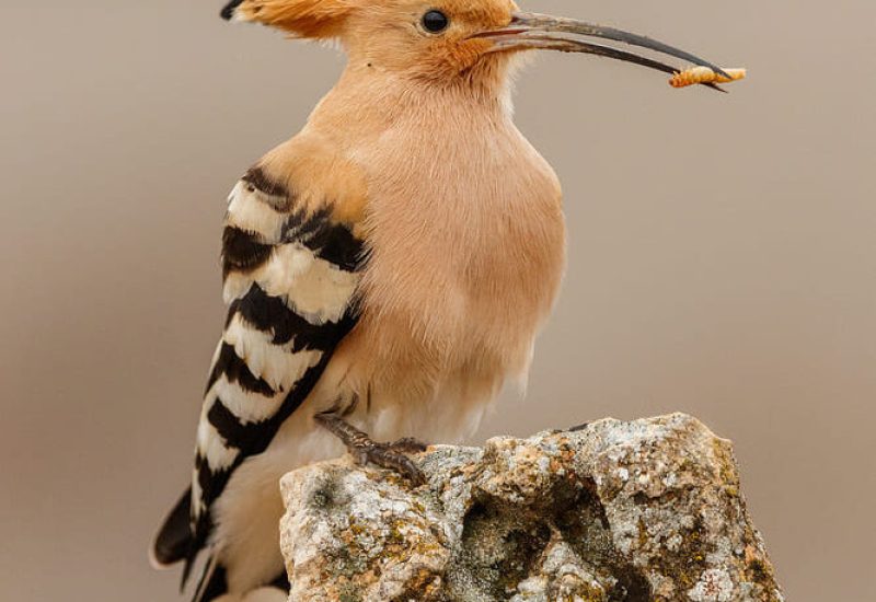 Abubilla con una larva en el pico sobre una piedra en El Taray, Toledo. Fotografía de fauna ibérica en libertad.