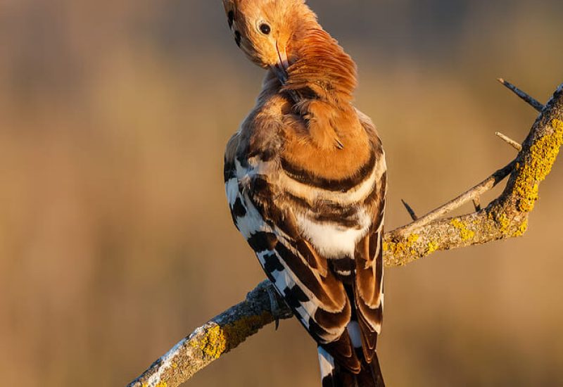 Abubilla acicalándose las plumas sobre una rama de espino en El Taray. Fotografía de naturaleza con luz de tarde.