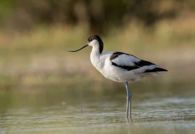 Avoceta común caminando en aguas someras de El Taray. Fotografía de ave limícola con pico recurvado en Toledo.