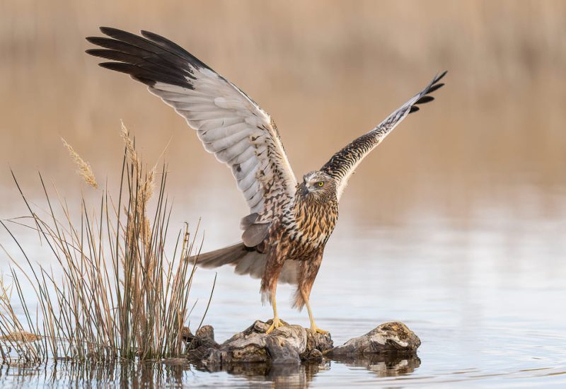 Macho de aguilucho lagunero con alas abiertas posado sobre un tronco en el humedal de El Taray. Fotografía artística de aves rapaces en Toledo.