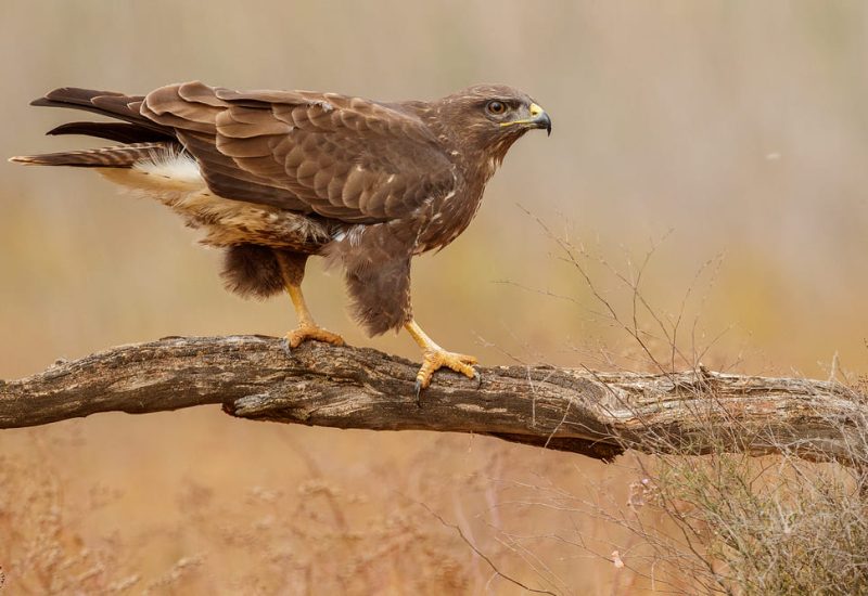 Busardo ratonero caminando sobre una rama en los hides de fotografía de fauna de El Taray, Toledo.