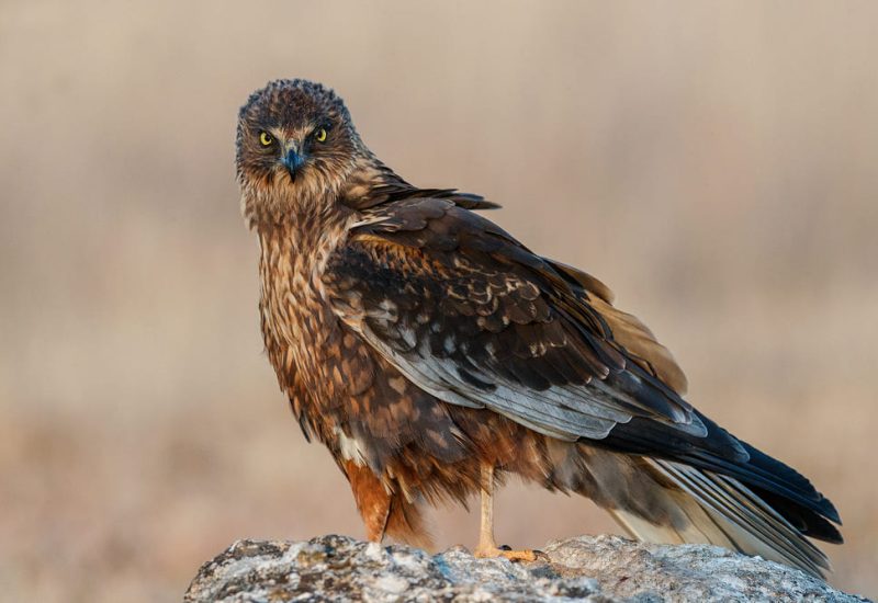 Primer plano frontal de un aguilucho lagunero mirando a cámara desde un posadero de piedra en El Taray, Toledo.