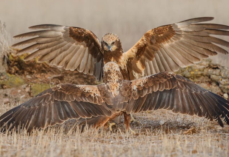 Dos aguiluchos laguneros occidentales interactuando con las alas desplegadas en el suelo, fotografía de comportamiento animal en El Taray.