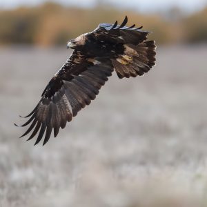 Águila real (Aquila chrysaetos) en vuelo desplegando sus alas sobre el paisaje de El Taray, fotografiada desde el hide de Vega Mazón.