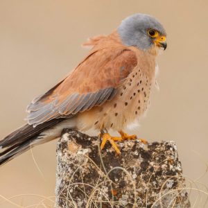 Primer plano de un cernícalo primilla macho posado sobre una piedra en la Hoya de Linares, mostrando su plumaje castaño y cabeza gris.